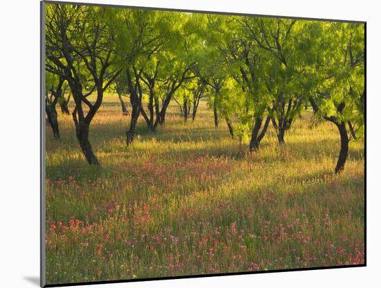 Indian Paint Brush and Young Trees, Devine Area, Texas, USA-Darrell Gulin-Mounted Photographic Print