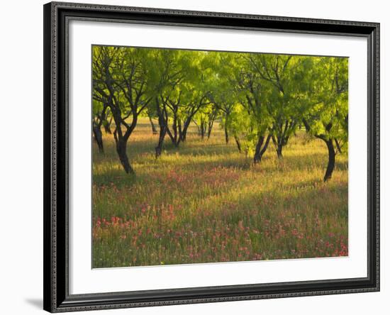 Indian Paint Brush and Young Trees, Devine Area, Texas, USA-Darrell Gulin-Framed Photographic Print