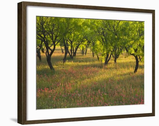 Indian Paint Brush and Young Trees, Devine Area, Texas, USA-Darrell Gulin-Framed Photographic Print