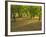 Indian Paint Brush and Young Trees, Devine Area, Texas, USA-Darrell Gulin-Framed Photographic Print