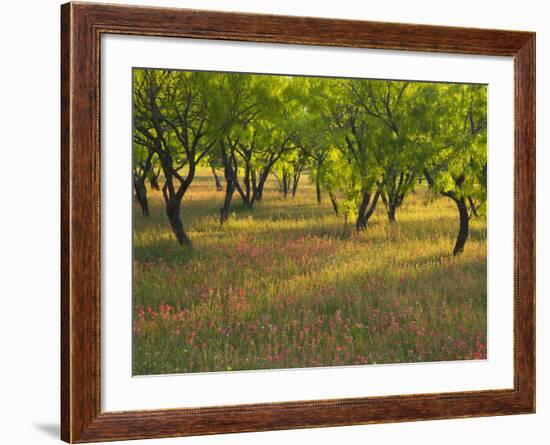 Indian Paint Brush and Young Trees, Devine Area, Texas, USA-Darrell Gulin-Framed Photographic Print