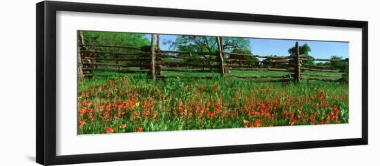 Indian Paint Brush Flowers, Lbj National Historical Park, Johnson City, Texas-null-Framed Photographic Print