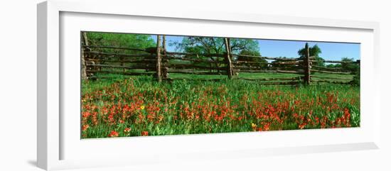 Indian Paint Brush Flowers, Lbj National Historical Park, Johnson City, Texas-null-Framed Photographic Print