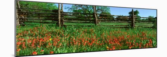 Indian Paint Brush Flowers, Lbj National Historical Park, Johnson City, Texas-null-Mounted Photographic Print