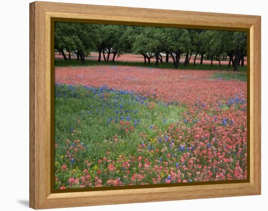 Indian Paint Brush, Hill Country, Texas, USA-Alice Garland-Framed Premier Image Canvas