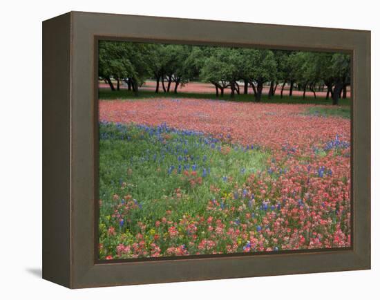 Indian Paint Brush, Hill Country, Texas, USA-Alice Garland-Framed Premier Image Canvas