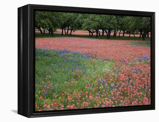 Indian Paint Brush, Hill Country, Texas, USA-Alice Garland-Framed Premier Image Canvas