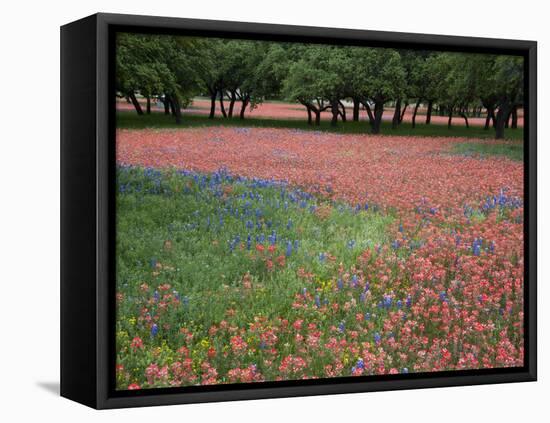 Indian Paint Brush, Hill Country, Texas, USA-Alice Garland-Framed Premier Image Canvas