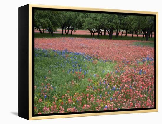 Indian Paint Brush, Hill Country, Texas, USA-Alice Garland-Framed Premier Image Canvas