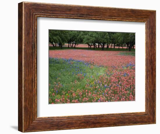 Indian Paint Brush, Hill Country, Texas, USA-Alice Garland-Framed Photographic Print