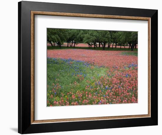 Indian Paint Brush, Hill Country, Texas, USA-Alice Garland-Framed Photographic Print