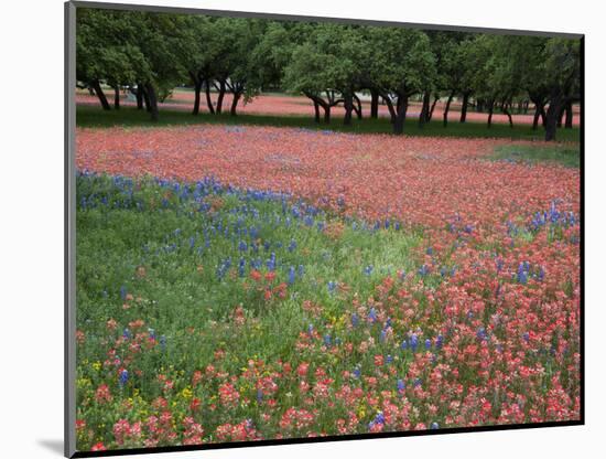 Indian Paint Brush, Hill Country, Texas, USA-Alice Garland-Mounted Photographic Print