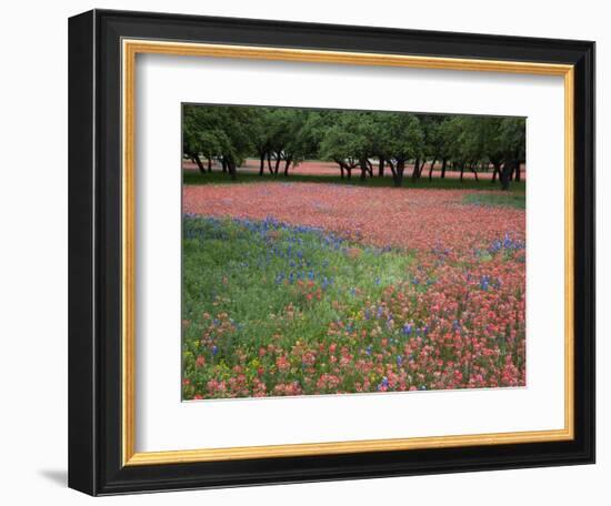 Indian Paint Brush, Hill Country, Texas, USA-Alice Garland-Framed Photographic Print