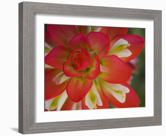 Indian Paint Brush Near Gay Hill, Texas, USA-Darrell Gulin-Framed Premium Photographic Print