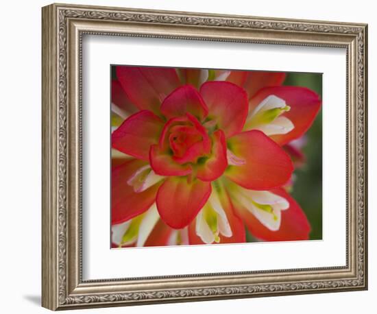 Indian Paint Brush Near Gay Hill, Texas, USA-Darrell Gulin-Framed Photographic Print