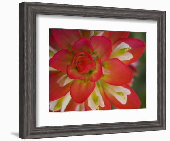 Indian Paint Brush Near Gay Hill, Texas, USA-Darrell Gulin-Framed Photographic Print