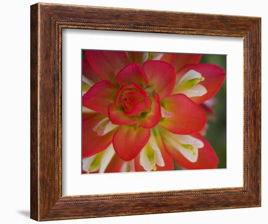 Indian Paint Brush Near Gay Hill, Texas, USA-Darrell Gulin-Framed Photographic Print