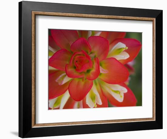 Indian Paint Brush Near Gay Hill, Texas, USA-Darrell Gulin-Framed Photographic Print