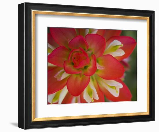 Indian Paint Brush Near Gay Hill, Texas, USA-Darrell Gulin-Framed Photographic Print