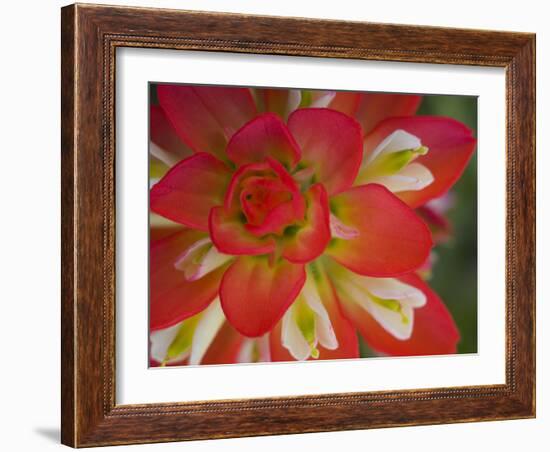 Indian Paint Brush Near Gay Hill, Texas, USA-Darrell Gulin-Framed Photographic Print