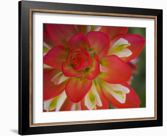 Indian Paint Brush Near Gay Hill, Texas, USA-Darrell Gulin-Framed Photographic Print