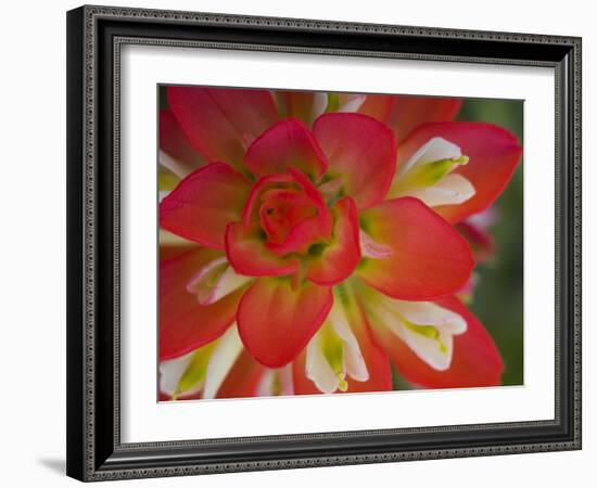 Indian Paint Brush Near Gay Hill, Texas, USA-Darrell Gulin-Framed Photographic Print