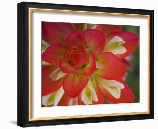 Indian Paint Brush Near Gay Hill, Texas, USA-Darrell Gulin-Framed Photographic Print