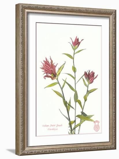 Indian Paint Brush-null-Framed Premium Giclee Print