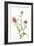 Indian Paint Brush-null-Framed Premium Giclee Print