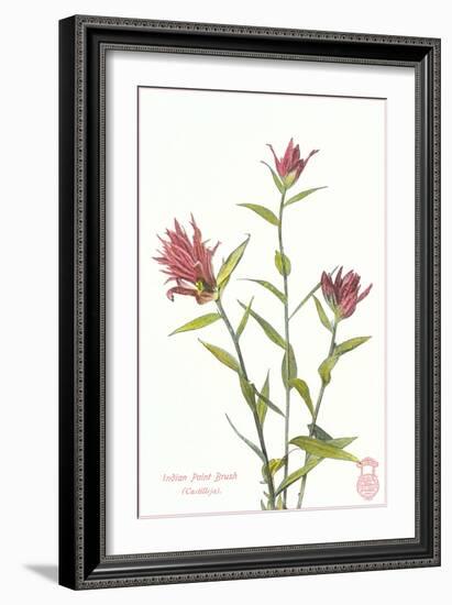 Indian Paint Brush-null-Framed Premium Giclee Print