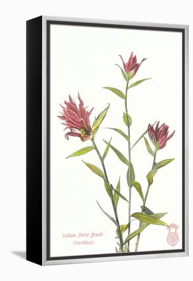 Indian Paint Brush-null-Framed Stretched Canvas