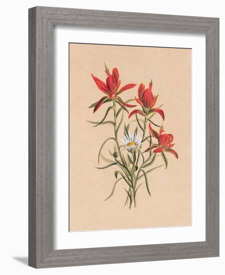 Indian Paintbrush (1883)-Mary Vaux Walcott-Framed Photographic Print