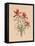 Indian Paintbrush (1883)-Mary Vaux Walcott-Framed Premier Image Canvas