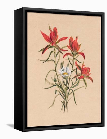 Indian Paintbrush (1883)-Mary Vaux Walcott-Framed Premier Image Canvas