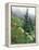 Indian Paintbrush and Cow Parsnip, Olympic National Park, Washington, USA-Adam Jones-Framed Premier Image Canvas