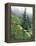 Indian Paintbrush and Cow Parsnip, Olympic National Park, Washington, USA-Adam Jones-Framed Premier Image Canvas