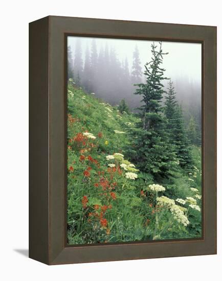 Indian Paintbrush and Cow Parsnip, Olympic National Park, Washington, USA-Adam Jones-Framed Premier Image Canvas