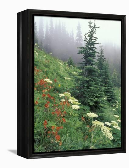 Indian Paintbrush and Cow Parsnip, Olympic National Park, Washington, USA-Adam Jones-Framed Premier Image Canvas