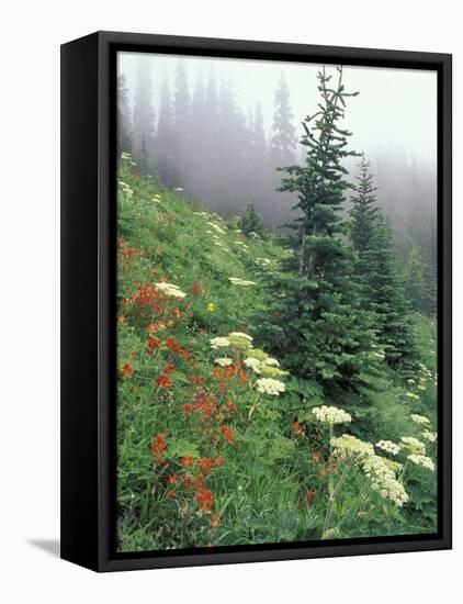 Indian Paintbrush and Cow Parsnip, Olympic National Park, Washington, USA-Adam Jones-Framed Premier Image Canvas