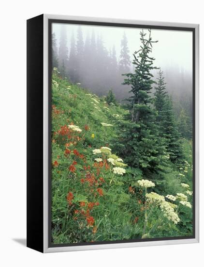 Indian Paintbrush and Cow Parsnip, Olympic National Park, Washington, USA-Adam Jones-Framed Premier Image Canvas