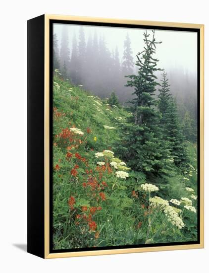 Indian Paintbrush and Cow Parsnip, Olympic National Park, Washington, USA-Adam Jones-Framed Premier Image Canvas