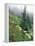 Indian Paintbrush and Cow Parsnip, Olympic National Park, Washington, USA-Adam Jones-Framed Premier Image Canvas