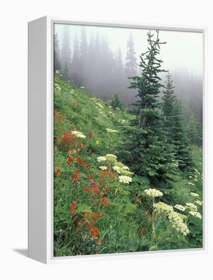 Indian Paintbrush and Cow Parsnip, Olympic National Park, Washington, USA-Adam Jones-Framed Premier Image Canvas