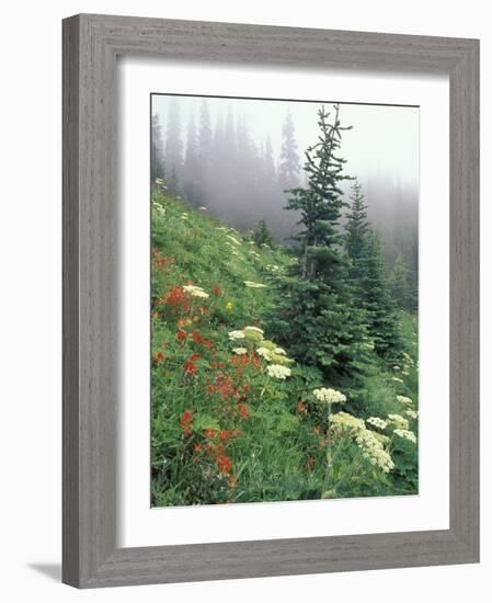 Indian Paintbrush and Cow Parsnip, Olympic National Park, Washington, USA-Adam Jones-Framed Photographic Print