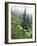 Indian Paintbrush and Cow Parsnip, Olympic National Park, Washington, USA-Adam Jones-Framed Photographic Print