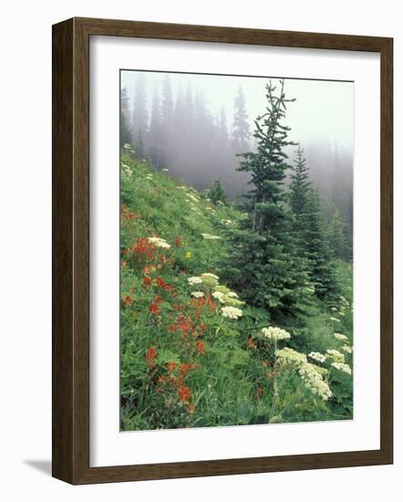 Indian Paintbrush and Cow Parsnip, Olympic National Park, Washington, USA-Adam Jones-Framed Photographic Print