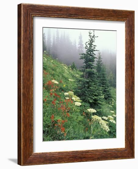 Indian Paintbrush and Cow Parsnip, Olympic National Park, Washington, USA-Adam Jones-Framed Photographic Print