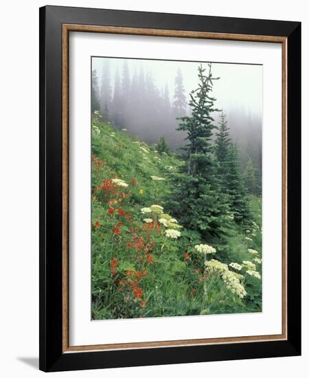 Indian Paintbrush and Cow Parsnip, Olympic National Park, Washington, USA-Adam Jones-Framed Photographic Print