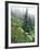 Indian Paintbrush and Cow Parsnip, Olympic National Park, Washington, USA-Adam Jones-Framed Photographic Print