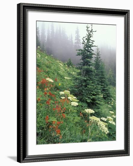 Indian Paintbrush and Cow Parsnip, Olympic National Park, Washington, USA-Adam Jones-Framed Photographic Print